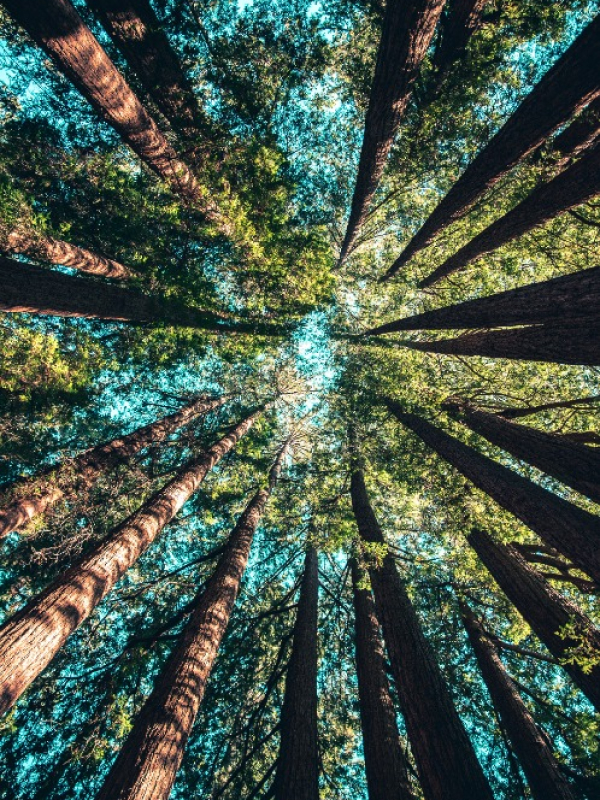 Our Inspiring Journey Trees 02
